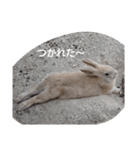 the rabbits in Rabbit Island（個別スタンプ：13）