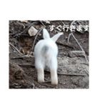 the rabbits in Rabbit Island（個別スタンプ：14）