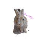 the rabbits in Rabbit Island（個別スタンプ：15）