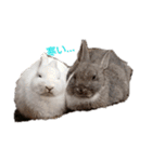 the rabbits in Rabbit Island（個別スタンプ：16）