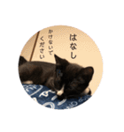 プロテクションにゃんvol.1（個別スタンプ：4）
