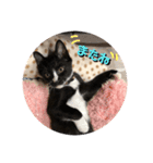 プロテクションにゃんvol.1（個別スタンプ：5）
