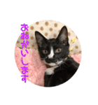 プロテクションにゃんvol.1（個別スタンプ：6）