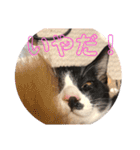 プロテクションにゃんvol.1（個別スタンプ：15）