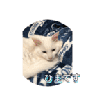プロテクションにゃんvol.1（個別スタンプ：20）