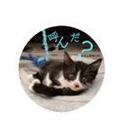プロテクションにゃんvol.1（個別スタンプ：22）