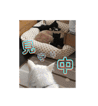 プロテクションにゃんvol.1（個別スタンプ：23）