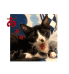 プロテクションにゃんvol.1（個別スタンプ：28）