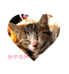 プロテクションにゃんvol.1（個別スタンプ：33）