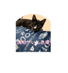 プロテクションにゃんvol.1（個別スタンプ：37）