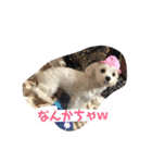 ラブリーペットスタンプ（個別スタンプ：3）