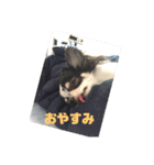 ラブリーペットスタンプ（個別スタンプ：8）