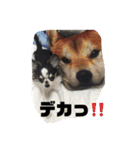 ラブリーペットスタンプ（個別スタンプ：9）