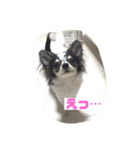 ラブリーペットスタンプ（個別スタンプ：14）