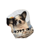 ラブリーペットスタンプ（個別スタンプ：19）