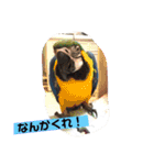 ラブリーペットスタンプ（個別スタンプ：31）