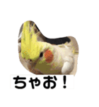ラブリーペットスタンプ（個別スタンプ：35）