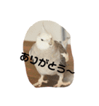 ラブリーペットスタンプ（個別スタンプ：37）