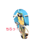 ラブリーペットスタンプ（個別スタンプ：38）