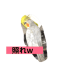 ラブリーペットスタンプ（個別スタンプ：39）