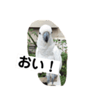 ラブリーペットスタンプ（個別スタンプ：40）