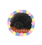 黒プーmomocoの日常（個別スタンプ：1）