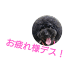 黒プーmomocoの日常（個別スタンプ：33）