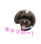 黒プーmomocoの日常（個別スタンプ：35）