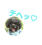 黒プーmomocoの日常（個別スタンプ：36）