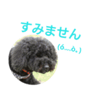 黒プーmomocoの日常（個別スタンプ：37）