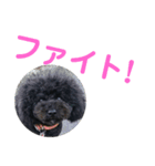 黒プーmomocoの日常（個別スタンプ：40）
