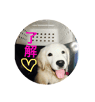 うさこ ゴールデンレトリバーのスタンプ-02（個別スタンプ：2）