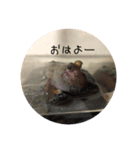 カエルアンコウ とトビハゼ（個別スタンプ：1）