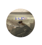 カエルアンコウ とトビハゼ（個別スタンプ：3）