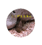 カエルアンコウ とトビハゼ（個別スタンプ：4）