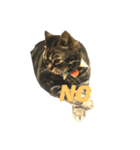 nyan〇（個別スタンプ：1）