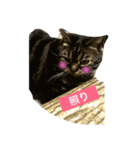 nyan〇（個別スタンプ：2）