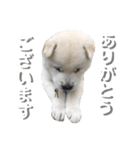 紀州犬 けんちゃん（個別スタンプ：1）