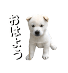 紀州犬 けんちゃん（個別スタンプ：2）