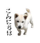 紀州犬 けんちゃん（個別スタンプ：3）