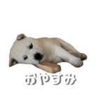 紀州犬 けんちゃん（個別スタンプ：4）