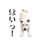 紀州犬 けんちゃん（個別スタンプ：8）