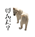 紀州犬 けんちゃん（個別スタンプ：9）