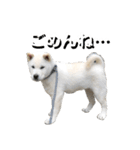 紀州犬 けんちゃん（個別スタンプ：11）