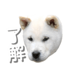 紀州犬 けんちゃん（個別スタンプ：14）