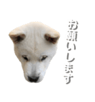 紀州犬 けんちゃん（個別スタンプ：17）