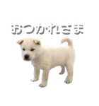 紀州犬 けんちゃん（個別スタンプ：20）