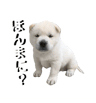 紀州犬 けんちゃん（個別スタンプ：27）