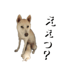 紀州犬 けんちゃん（個別スタンプ：31）