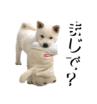 紀州犬 けんちゃん（個別スタンプ：37）